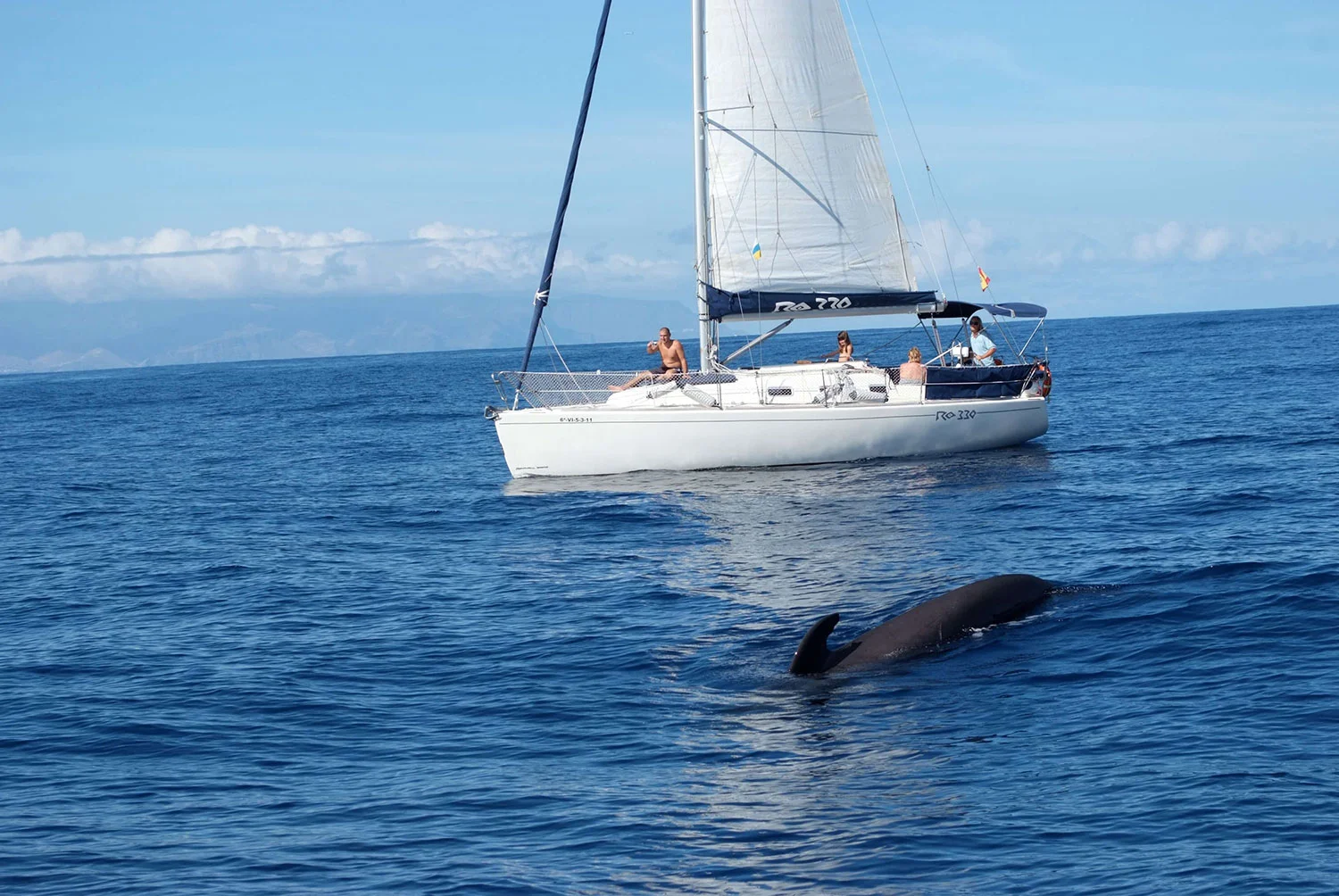 Navegación en Sea Quest y avistamiento de ballenas